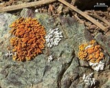 Xanthoria elegans image