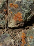 Xanthoria elegans image