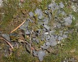 Leptogium joergensenii image
