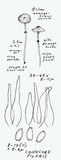 Conocybe rugosa image
