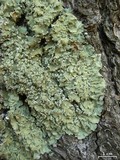Flavopunctelia soredica image