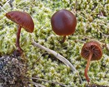 Psilocybe montana image