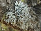 Pseudevernia intensa image