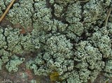 Rhizoplaca melanophthalma image