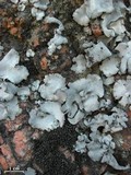 Dermatocarpon americanum image
