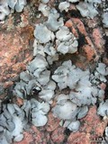 Dermatocarpon americanum image