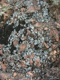 Dermatocarpon americanum image