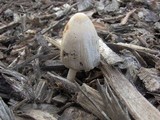Coprinellus flocculosus image