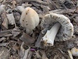 Coprinellus flocculosus image