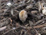 Coprinellus flocculosus image