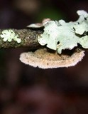 Stereum ochraceoflavum image