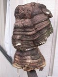 Fomitopsis officinalis image
