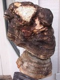 Fomitopsis officinalis image