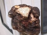 Fomitopsis officinalis image