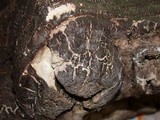 Fomitopsis officinalis image