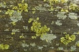 Vulpicida pinastri image
