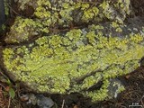 Vulpicida pinastri image