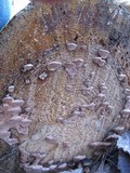 Fomitopsis cajanderi image