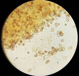 Gymnopilus dilepis image