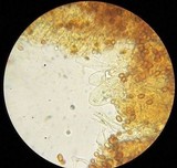 Gymnopilus dilepis image