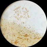 Gymnopilus dilepis image