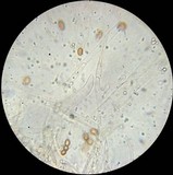 Gymnopilus dilepis image