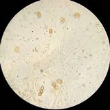 Gymnopilus dilepis image