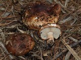Tricholoma fracticum image