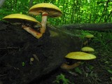 Gymnopilus luteus image