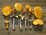 Gymnopilus luteus image