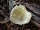 Chrysomphalina strombodes image