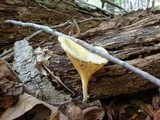 Chrysomphalina strombodes image