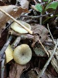 Chrysomphalina strombodes image