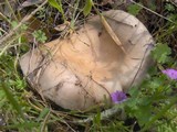 Russula cyanoxantha image