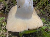 Russula cyanoxantha image