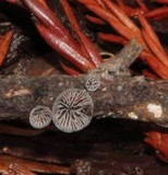 Resupinatus applicatus image