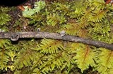 Resupinatus applicatus image