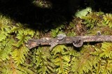 Resupinatus applicatus image