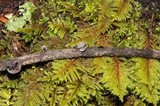Resupinatus applicatus image