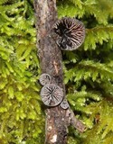 Resupinatus applicatus image