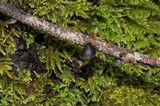 Resupinatus applicatus image