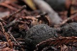 Phycomyces blakesleeanus image