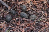 Phycomyces blakesleeanus image