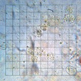 Phycomyces blakesleeanus image