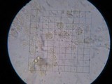 Phycomyces blakesleeanus image