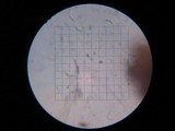 Phellinus gilvus image