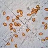 Gymnopilus dilepis image