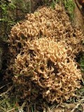 Ramaria marrii image