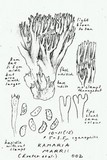 Ramaria marrii image