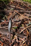 Geoglossum umbratile image